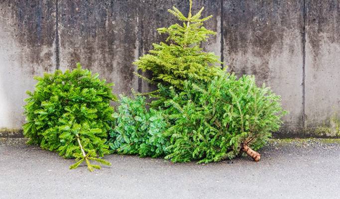 Ramassage des sapins